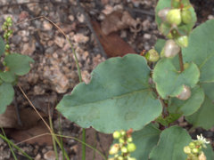 Muehlenbeckia rhyticarya
