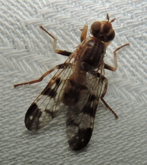 Pyrgotidae