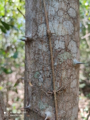 Havardia albicans