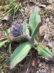 Pulmonaria australis