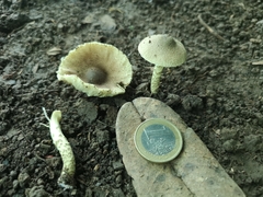 Lepiota elaiophylla