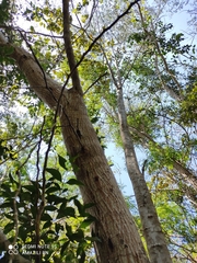 Havardia albicans
