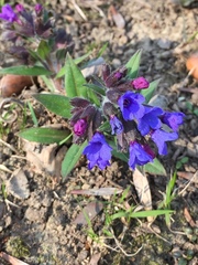 Pulmonaria australis