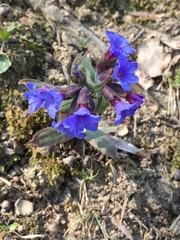 Pulmonaria australis