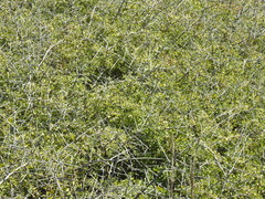 Condalia globosa