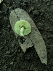 Lepiota elaiophylla