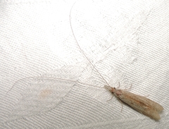 Triplectidinae