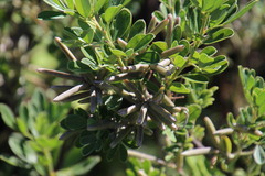 Indigofera cytisoides