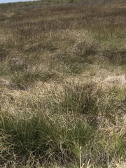Juncus roemerianus