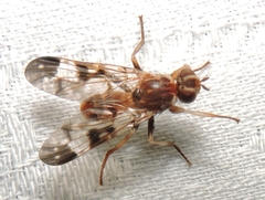 Pyrgotidae