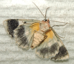 Hypodoxa emiliaria
