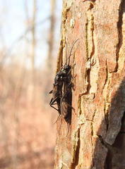 Allocapnia granulata