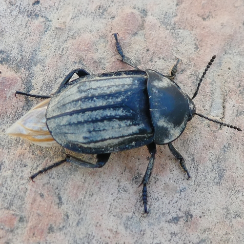 Silpha olivieri
