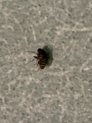 Diptera