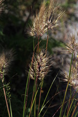 Pentameris curvifolia