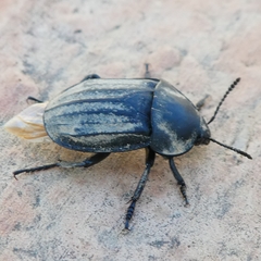 Silpha olivieri
