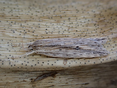 Donacostola notabilis
