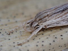 Donacostola notabilis