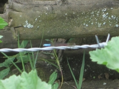 Oxyallagma dissidens