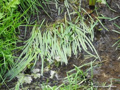 Sparganium erectum