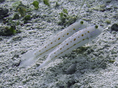Valenciennea puellaris