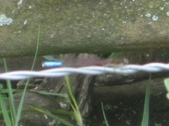 Oxyallagma dissidens