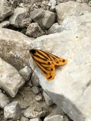 Setina aurita