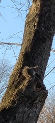 Sciurus carolinensis