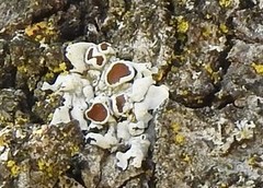 Parmelina carporrhizans