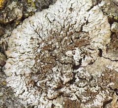 Parmelina carporrhizans