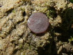 Marcelleina persoonii