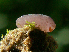 Marcelleina persoonii