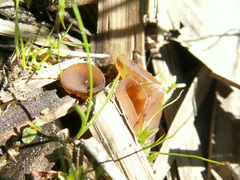 Myriosclerotinia scirpicola