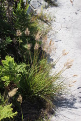 Pentameris curvifolia