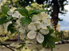 Malus