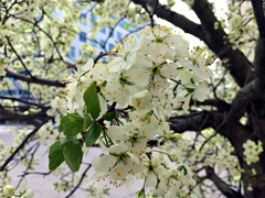 Malus