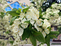 Malus