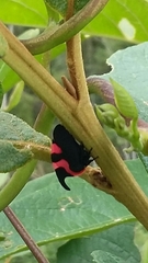 Enchophyllum cruentatum