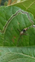 Protonectarina sylveirae