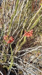 Erica cerinthoides