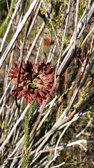 Erica cerinthoides