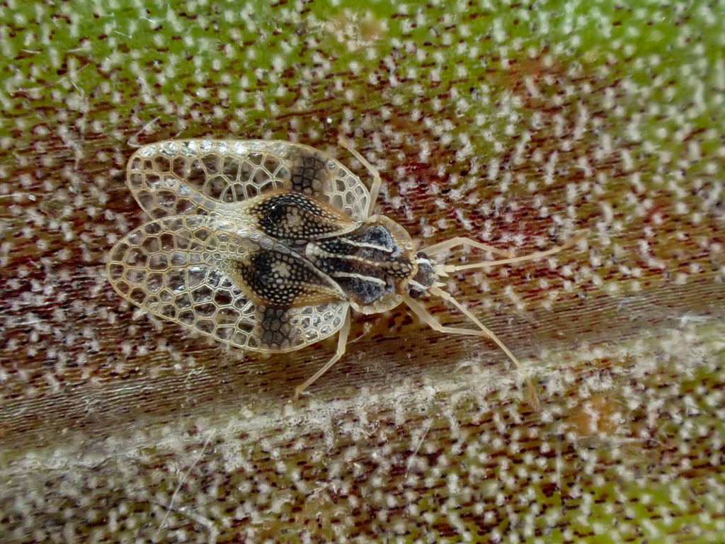 Tanybyrsa