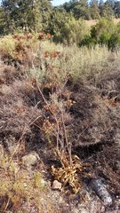 Lichtensteinia lacera