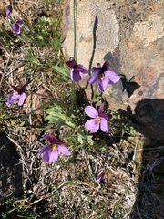 Viola trinervata