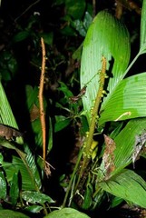 Geonoma macrostachys