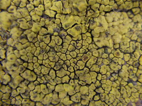 Yellow Cobblestone Lichen