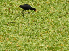Jacana jacana hypomelaena
