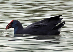 Porphyrio porphyrio
