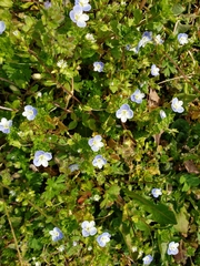 Veronica persica