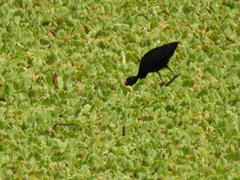 Jacana jacana hypomelaena